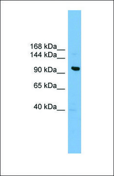 Anti-VPS41 antibody produced in rabbit
