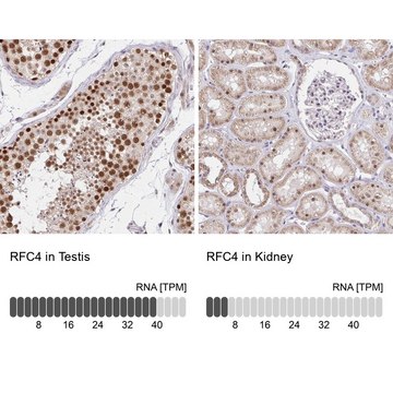 Anti-RFC4 antibody produced in rabbit