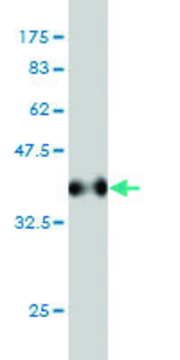 Monoclonal Anti-MSRB2 antibody produced in