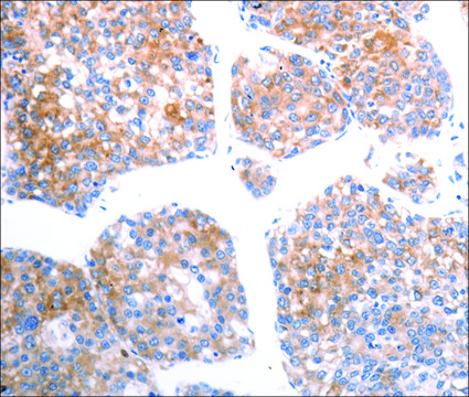 Anti-SLC44A1 antibody produced in rabbit