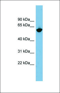 Anti-GPNMB, (N-terminal) antibody produced in