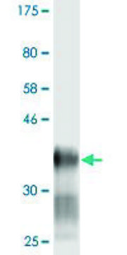 Monoclonal Anti-LY6H antibody produced in