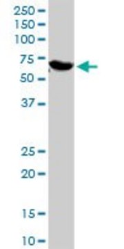 Anti-GBP1 antibody produced in rabbit