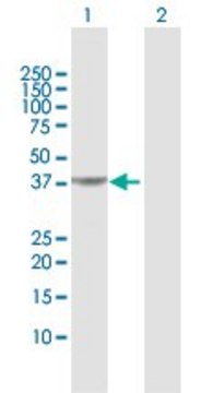 Anti-PIPOX antibody produced in rabbit