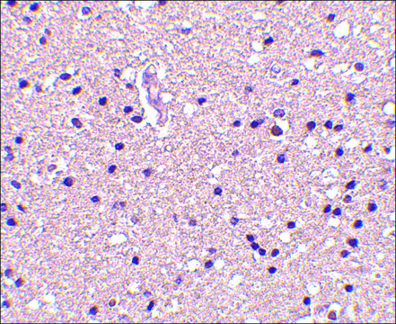 Anti-Op18 (ab2) antibody produced in