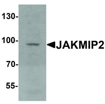 Anti-JAKMIP2 antibody produced in rabbit