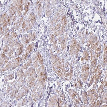 Anti-S100A7L2 antibody produced in rabbit