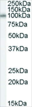Anti-NEDD9 antibody produced in goat