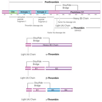 Thrombin from human plasma