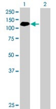Anti-ABR antibody produced in mouse