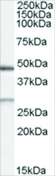Anti-BNIP1 antibody produced in goat