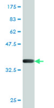 Monoclonal Anti-HOXC8 antibody produced in