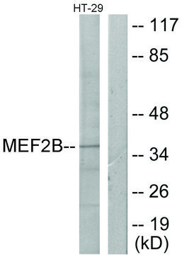 Anti-MEF2B antibody produced in rabbit