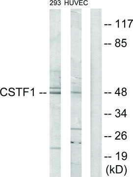 Anti-CSTF1 antibody produced in rabbit