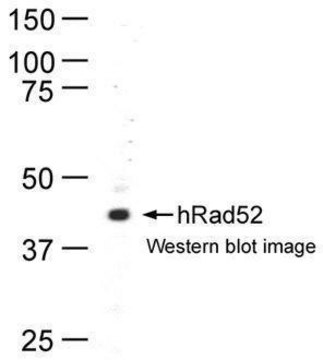 Monoclonal Anti-RAD52 antibody produced in
