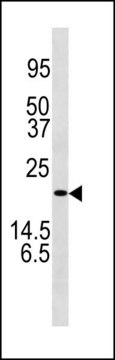 ANTI-LC3 (APG8C) (N-TERM) antibody produced