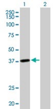 Anti-LRRC39 antibody produced in mouse