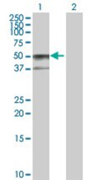 Anti-SERPINA6 antibody produced in rabbit
