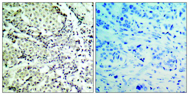 Anti-MKK6 antibody produced in rabbit