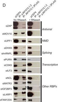 Anti-ZC3HAV1 antibody produced in rabbit