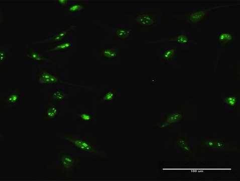 Anti-C4orf43 antibody produced in rabbit