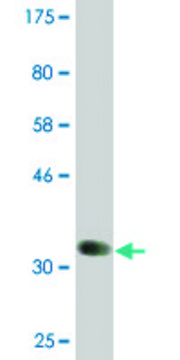 Monoclonal Anti-BMP8B antibody produced in