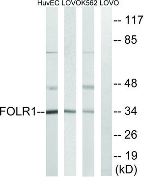 Anti-FOLR1 antibody produced in rabbit