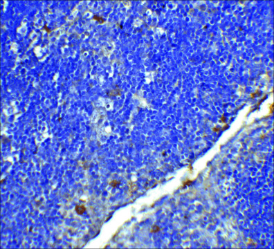 Monoclonal Anti-CD4L antibody produced in