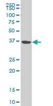ANTI-NMI antibody produced in mouse