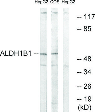 Anti-ALDH1B1 antibody produced in rabbit