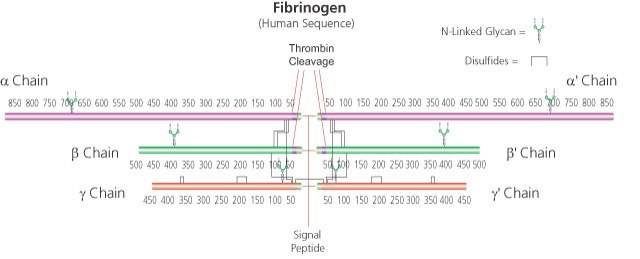 Fibrinogen from bovine plasma