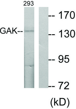 Anti-GAK antibody produced in rabbit