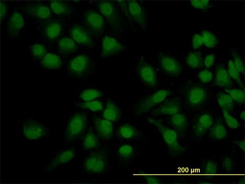 Monoclonal Anti-KIAA2002 antibody produced in
