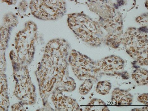 Monoclonal Anti-CNAP1 antibody produced in