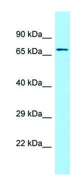 Anti-SGPL1 (C-terminal) antibody produced in