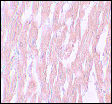 Anti-KPNA2 antibody produced in rabbit