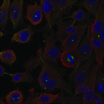 Anti-MAP1LC3A antibody produced in rabbit
