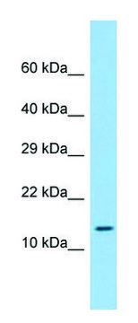 Anti-LEPROTL1 (N-terminal) antibody produced in