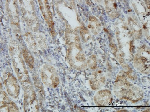 Monoclonal Anti-AKT1 antibody produced in