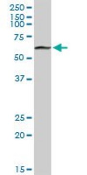 Anti-PGM1 antibody produced in rabbit