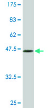 Monoclonal Anti-BRF1 antibody produced in