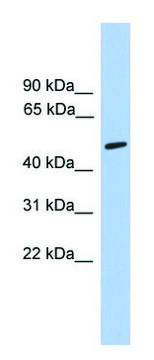Anti-CHRNA5 antibody produced in rabbit
