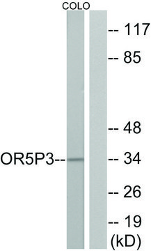 Anti-OR5P3 antibody produced in rabbit
