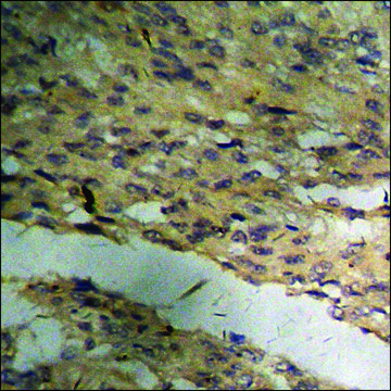 Anti-phospho-MAPKAPK2 (pThr³³?) antibody produced in