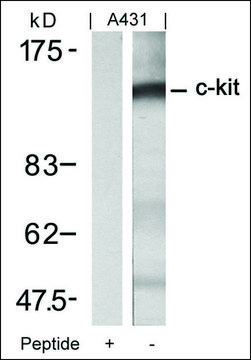 Anti-KIT (Ab-721) antibody produced in
