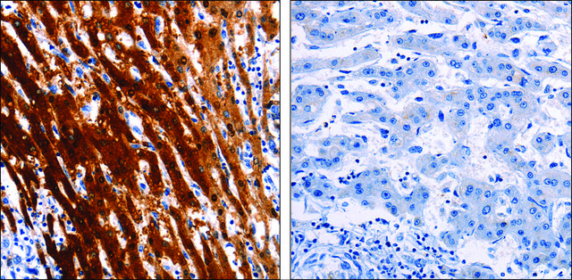 Anti-LAIR2 antibody produced in rabbit