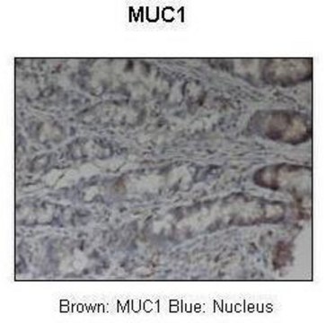 Anti-MUC1 (ab2) antibody produced in