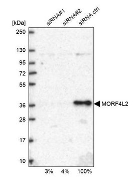 Anti-MORF4L2 antibody produced in rabbit
