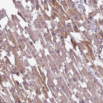 Anti-TMEM178B antibody produced in rabbit