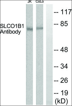Anti-SLCO1B1 antibody produced in rabbit